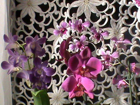 Dendrobium, phalaenopsis