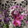 Dendrobium_phalaenopsis-001_979967_95754_t