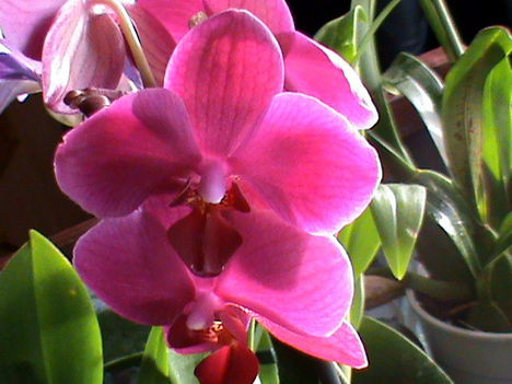 lepkeorchidea, phalaenonpsis
