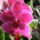 Lepkeorchidea_phalaenonpsis_979964_88520_t