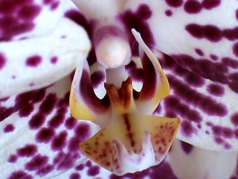 Phalaenopsis