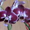 Phalaenopsis Ever Spring