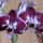 Phalaenopsis_ever_spring-001_979933_89375_t