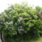 Annuska néni virágzó kerítése P1070996