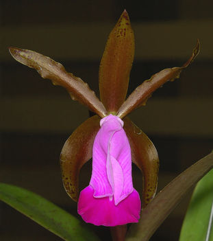 cattleya dormaniana 3