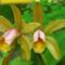 cattleya forbesii 2