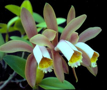 cattleya forbesii 3