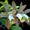 cattleya forbesii 3