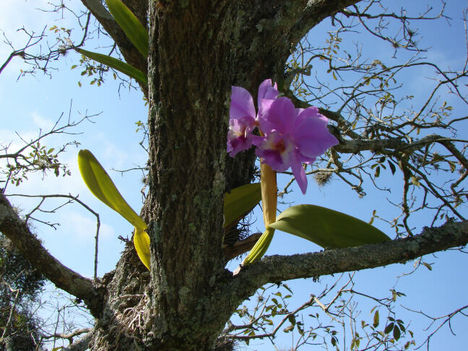 cattleya labiata 2