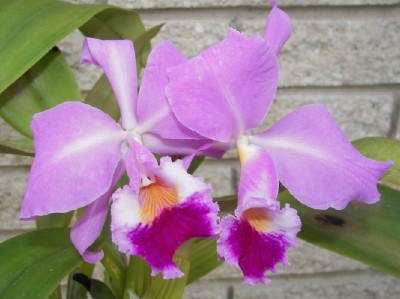 cattleya labiata 3