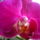 Beindultak_az_orchideak_2-001_982988_74097_t