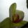 Beindultak_az_orchideak_3-001_982989_97303_t