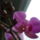 Beindultak_az_orchideak_4-001_982990_42816_t