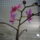 Beindultak_az_orchideak_6-001_982992_43957_t