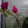 Beindultak_az_orchideak_8-001_982994_48917_t