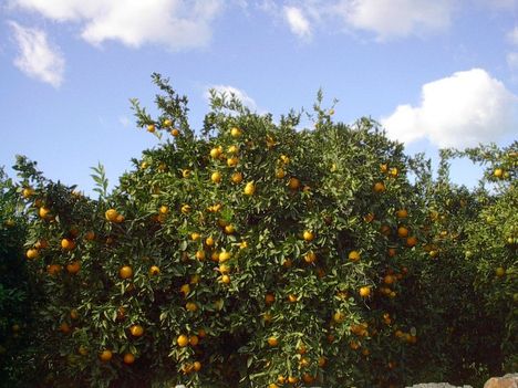 krétai narancs