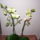 Beindultak_az_orchideak_4-002_983002_77058_t