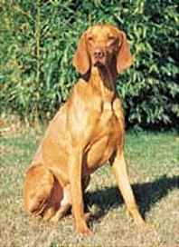 magyarvizsla