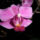 Orchidea_985908_18840_t