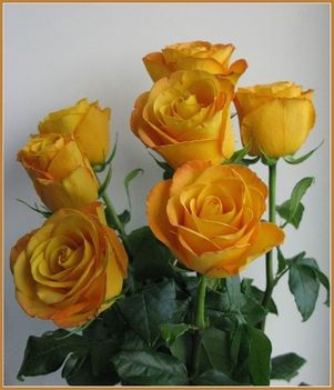 Gyönyörű rózsák ...