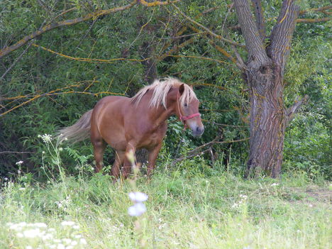Bözödújfalunál találtunk egy lovacskát :)