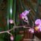 Orchideám 2. virágzása 1