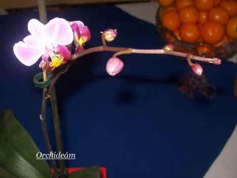 Orchideám 2. virágzása 2