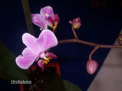 Orchideám 2. virágzása 3