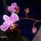 Orchideám 2. virágzása 3
