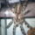 Poecilotheria_regalis_10_987586_15363_t
