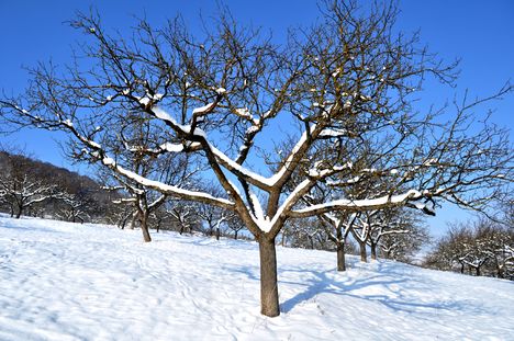 almafák téli tájban