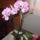 Orhidea-005_988403_84565_t