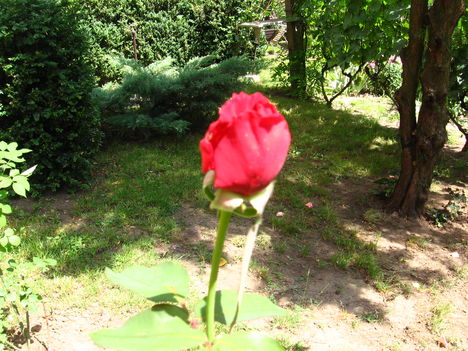 rózsabimbó