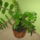 Zamia_988392_83320_t