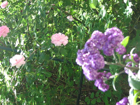 Rózsaszín lila romantika - rózsa és vanilia virág