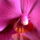 Phalaenopsis-002_980081_26740_t