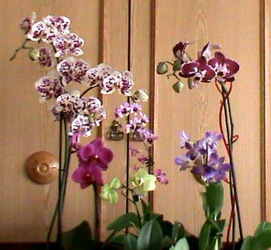 Virágzó orchideáim 2010 novemberben