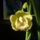 Elso_cymbim_ferjemtol_kaptam_2_992261_80996_t