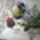 Rozsak_992150_98680_t