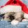 Boldog_karacsonyt_11_993712_53038_t