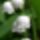 Gyongyvirag2_993463_29005_t