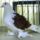 Jaszarokszallas_20_993490_80455_t