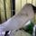 Jaszarokszallas_28_993498_39610_t