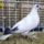Jaszarokszallas_32_993502_74515_t