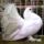 Jaszarokszallas_35_993505_73806_t