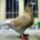 Jaszarokszallas_3_993473_59137_t