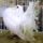 Jaszarokszallas_40_993510_92104_t