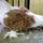 Jaszarokszallas_45_993515_32213_t