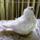 Jaszarokszallas_46_993516_36735_t
