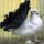 Jaszarokszallas_55_993525_73845_t
